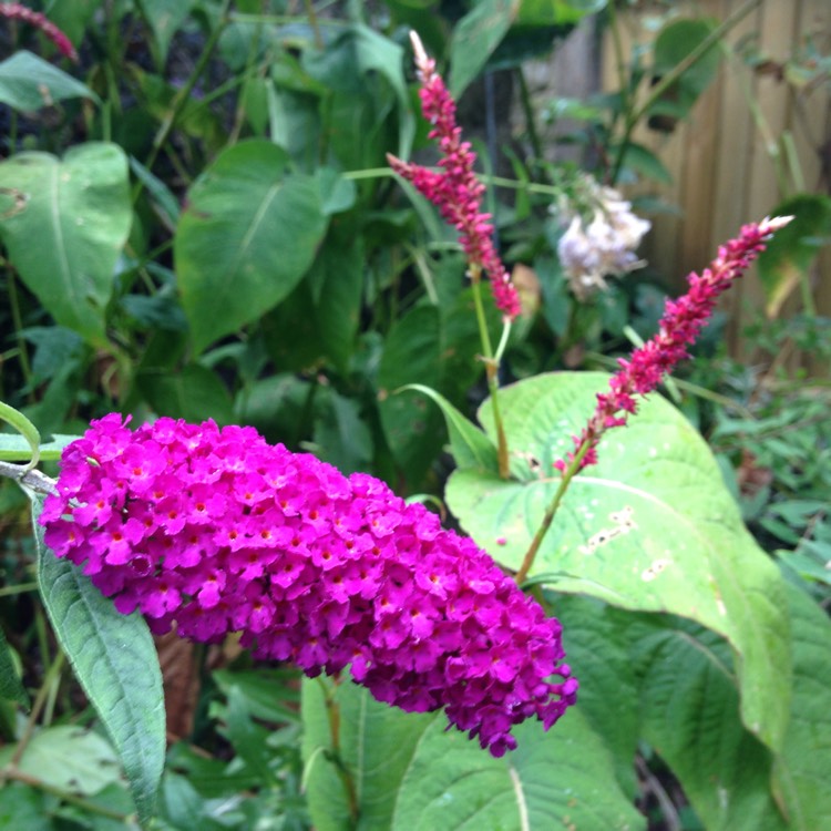 Plant image Buddleja 'Hinebud2' syn. Buddleja 'Purple Splendour'