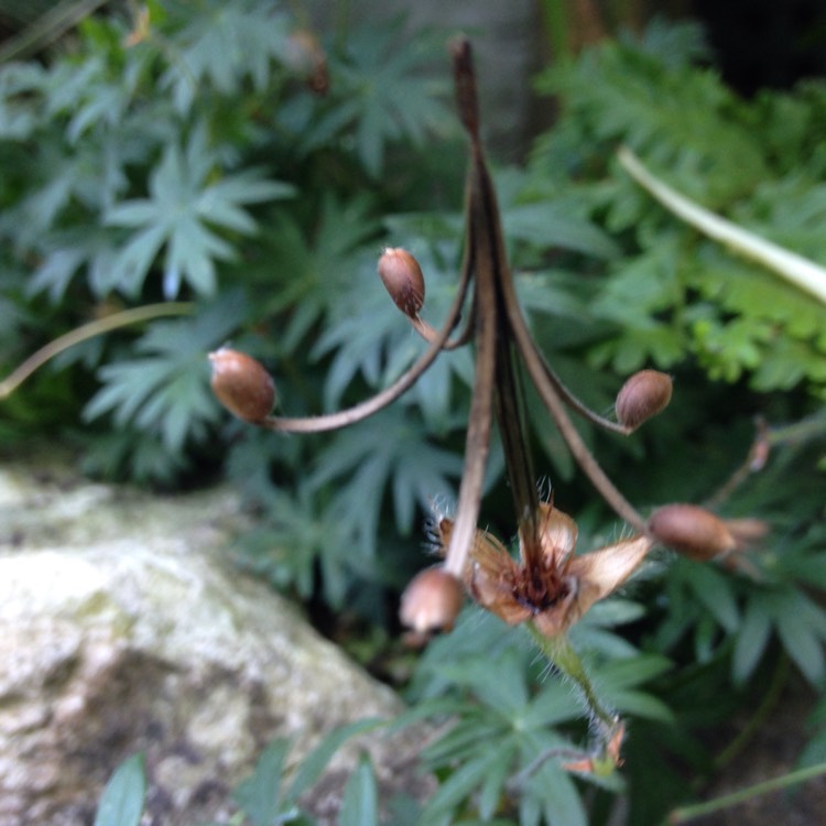 Plant image Geranium 'Khan'