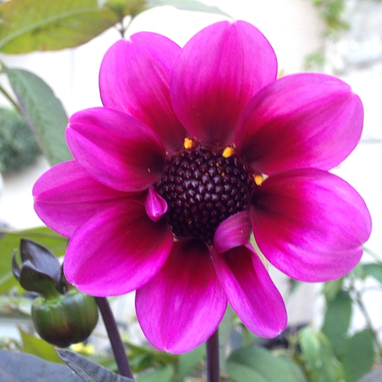 Plant image Dahlia 'Happy Single™ Wink'