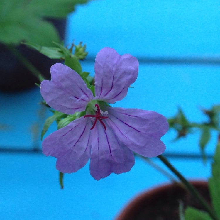 Plant image Geranium nodosum