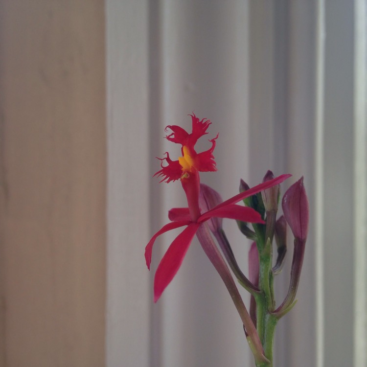 Plant image Epidendrum