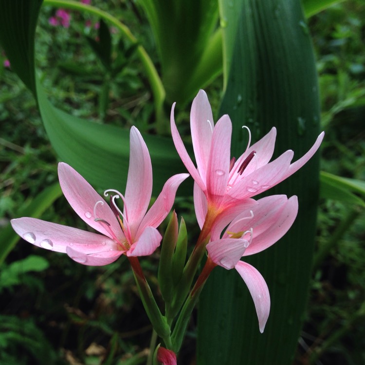 Plant image Hesperantha coccinea 'Mollie Gould' syn. Schizostylis coccinea  'Mollie Gould'