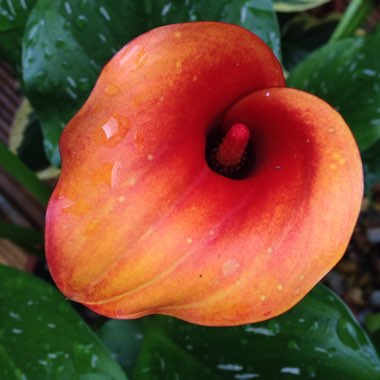 Zantedeschia 'Captain Fuego'