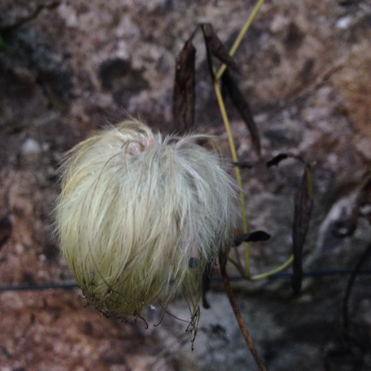 Plant image Clematis tangutica 'Lambton Park'