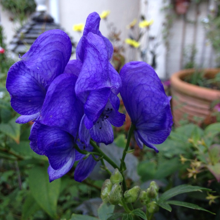 Plant image Aconitum carmichaelii 'Barkers Variety'