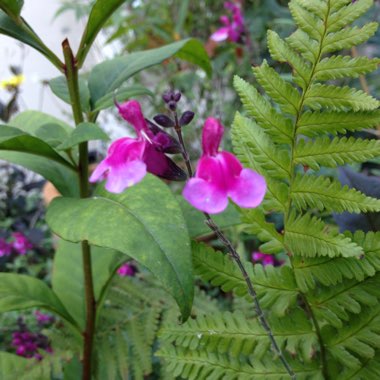 Salvia gregii 'Icing Sugar'