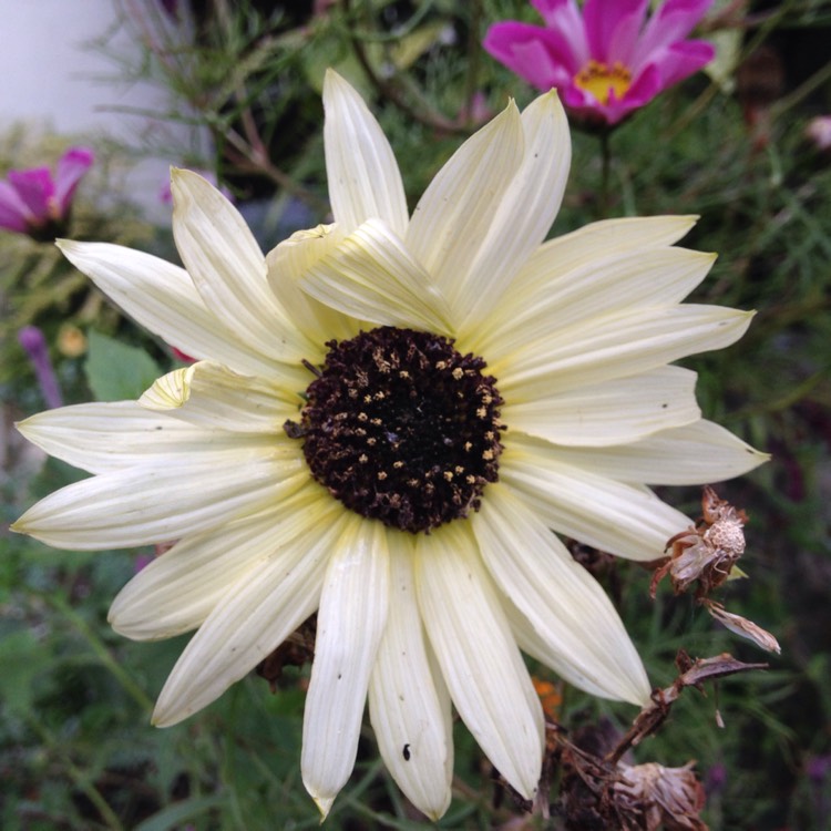 Plant image Helianthus annuus 'Italian White'