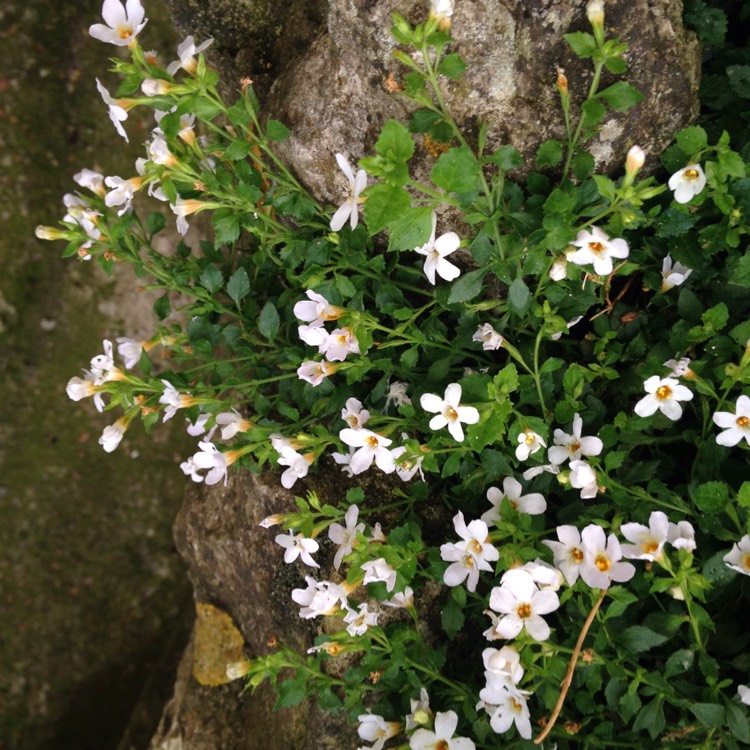 Plant image Sutera cordata 'Snowflake' syn. Bacopa cordata 'Snowflake'