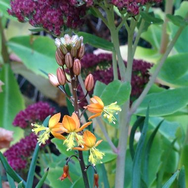 Bulbine frutescens