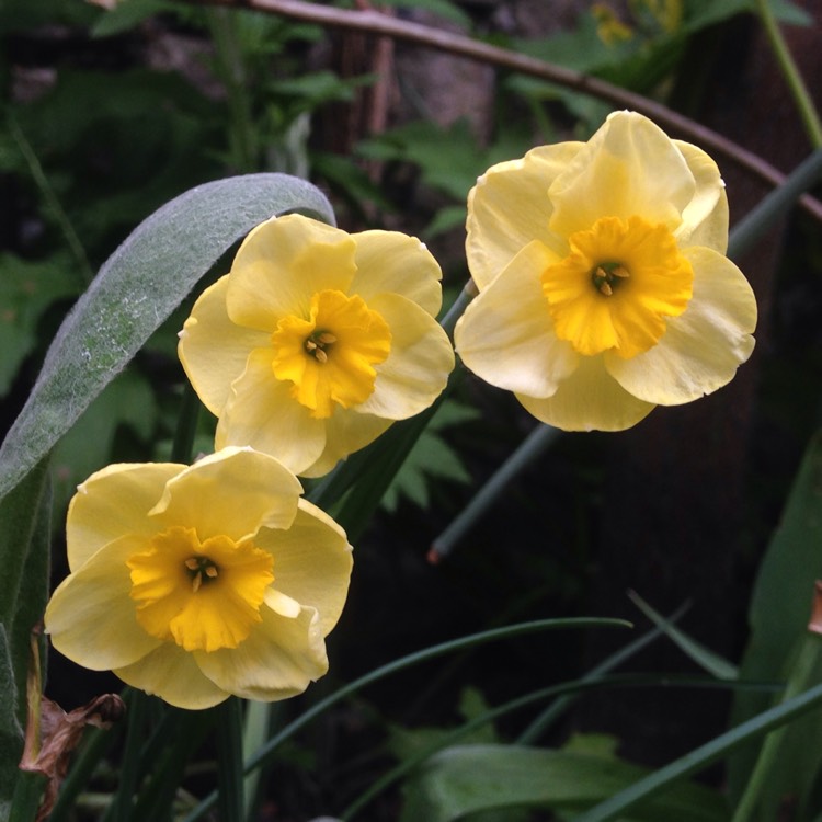 Plant image Narcissus 'Sun Disc'