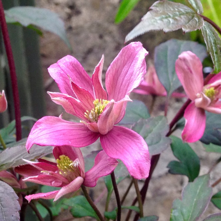 Plant image Clematis montana 'Broughton Star'