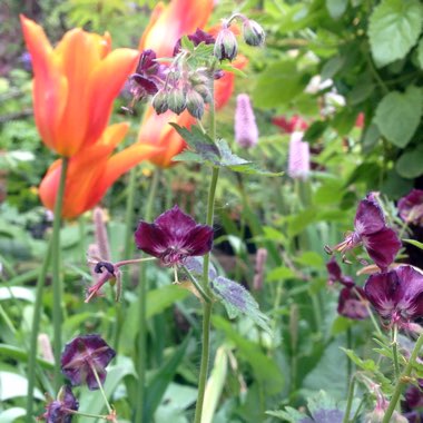 Geranium phaeum 'Samobor'