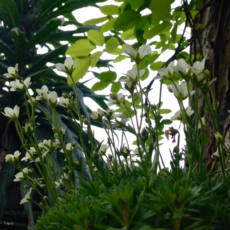 Plant image Saxifraga x arendsii 'Alpino Early Lime'