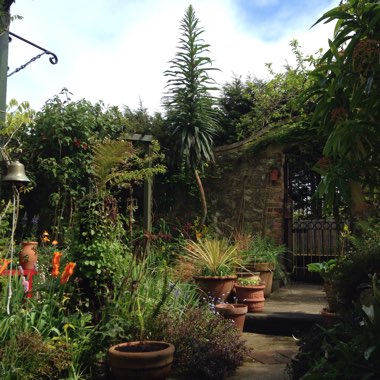 Echium pininana syn. Echium pinnifolium