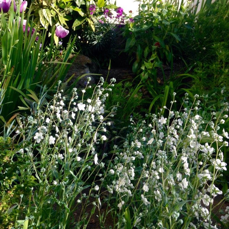 Plant image Omphalodes linifolia