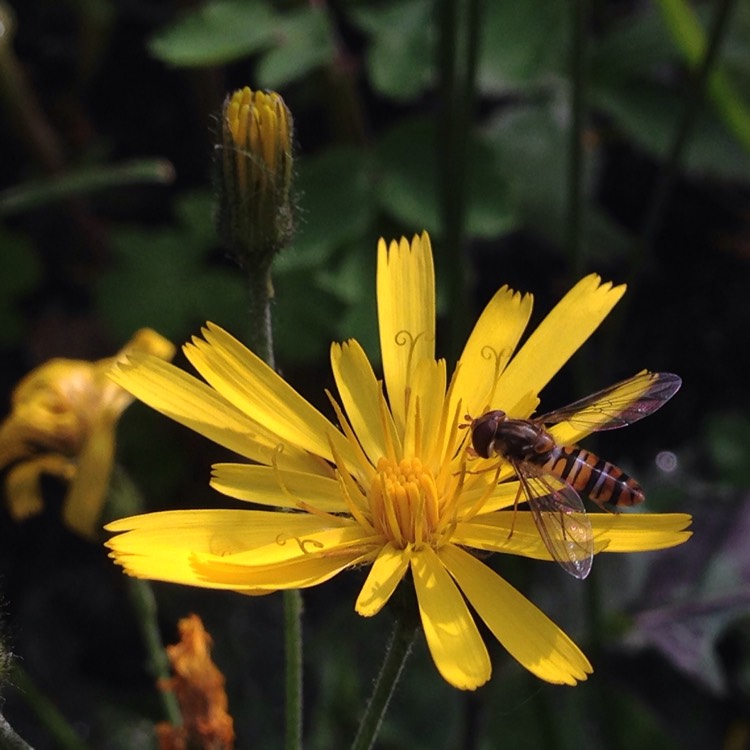 Plant image Hieracium scotostictum