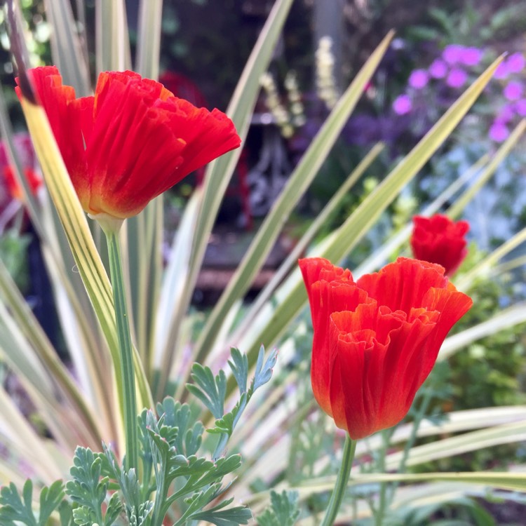 Plant image Eschscholzia californica 'Jelly Beans'