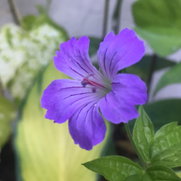 Plant image Geranium pratense