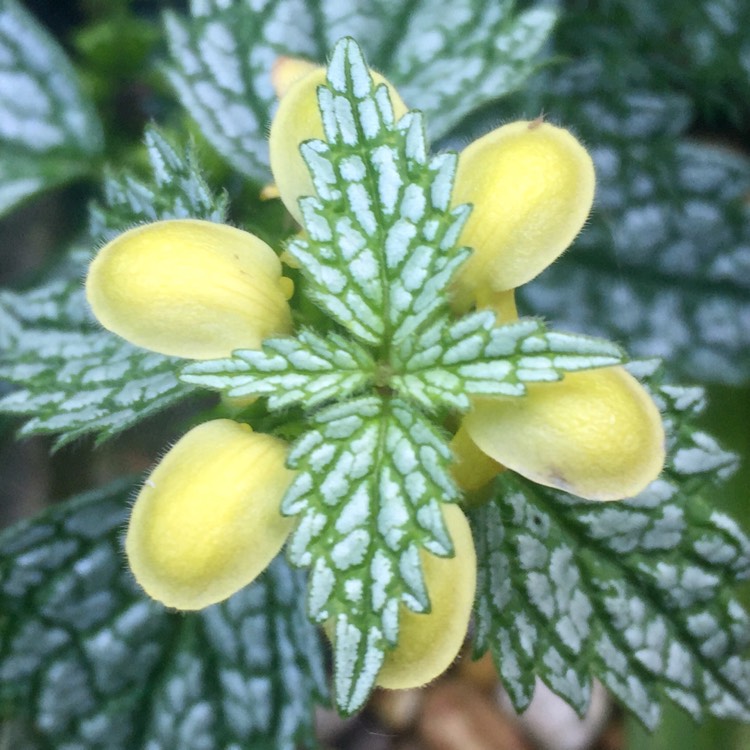 Plant image Lamium galeobdolon