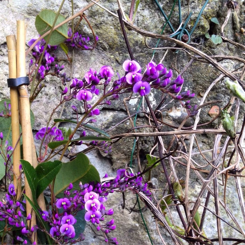 Plant image Hardenbergia violacea 'Purple'