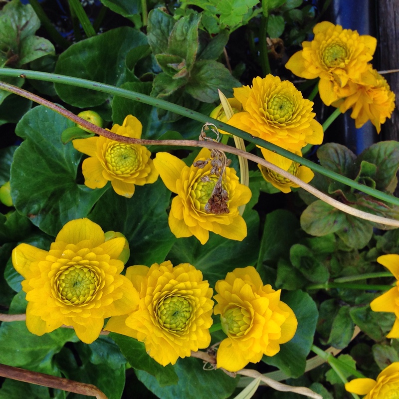 Plant image Caltha Palustris 'Flore Pleno'