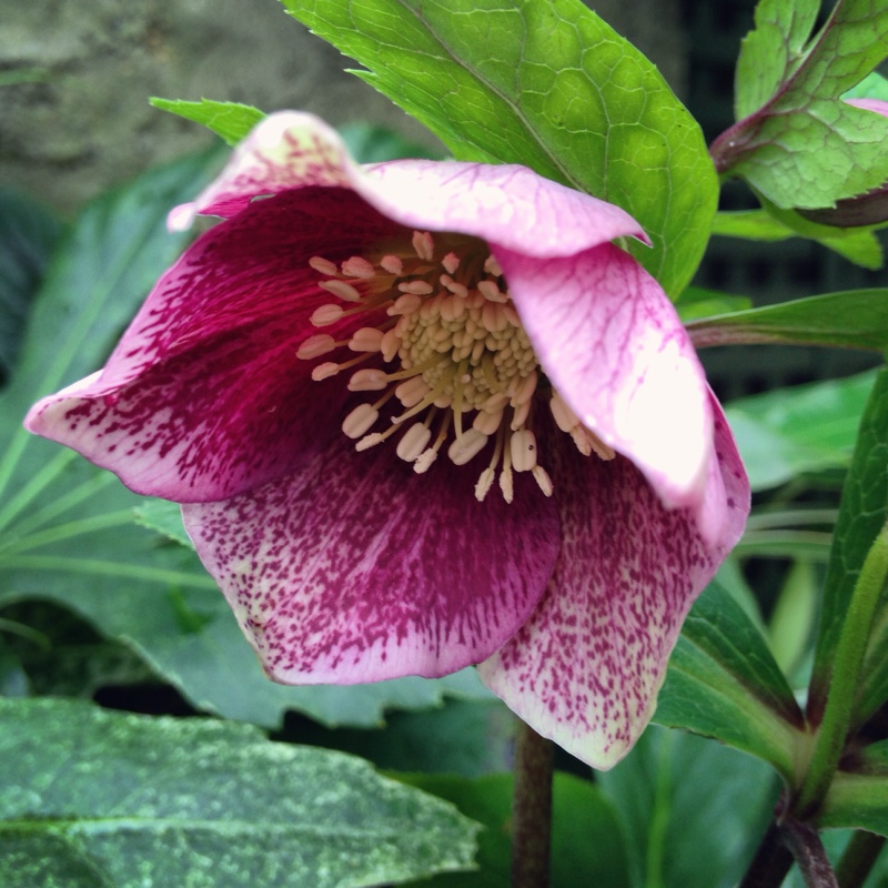 Plant image Helleborus orientalis