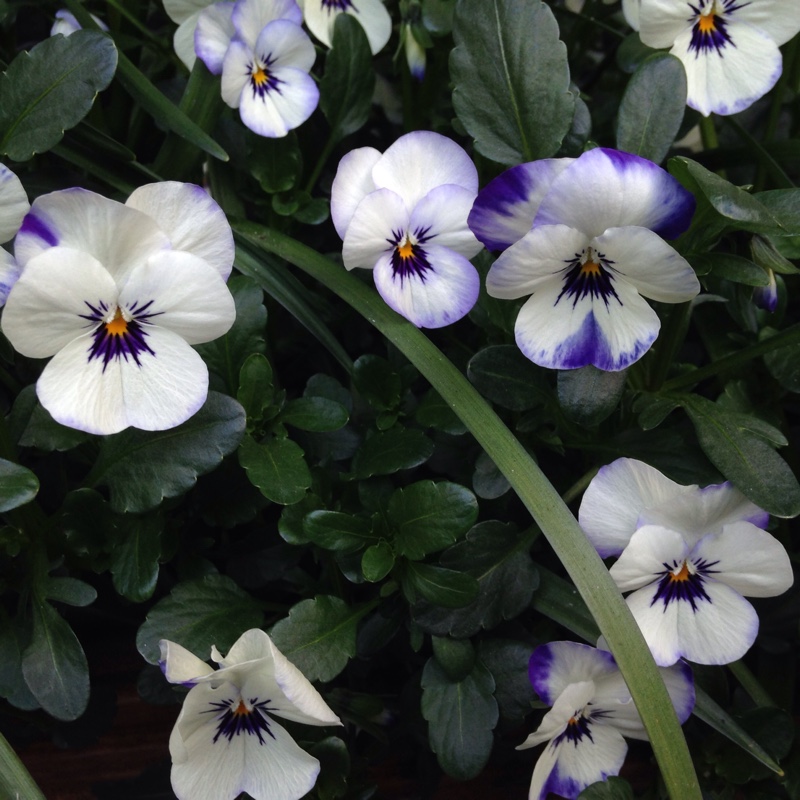 Plant image Viola cornuta 'Rocky Mickey'