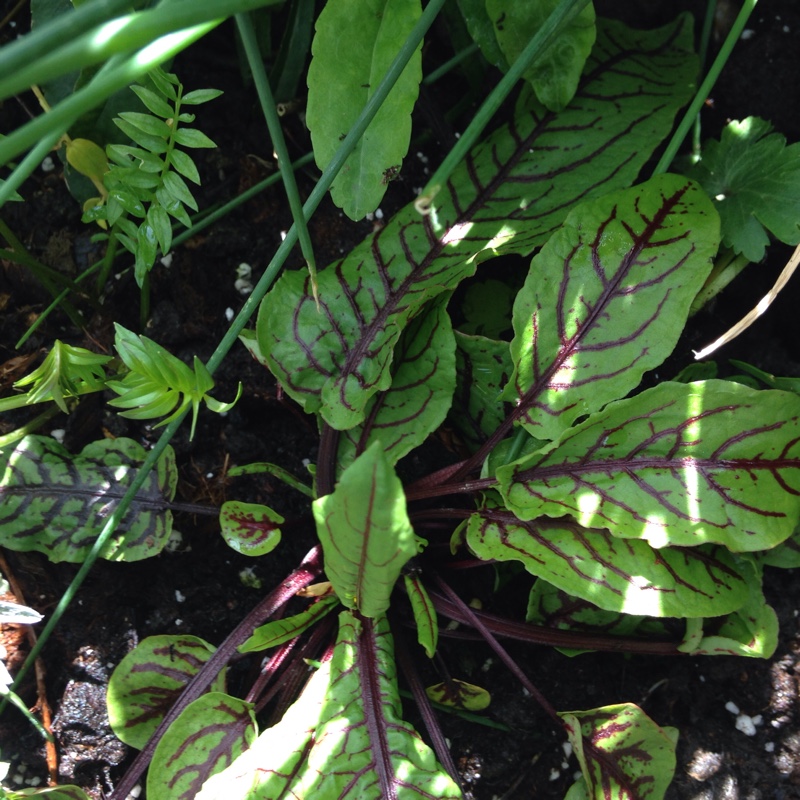 Plant image Rumex acetosa 'Red Veined'