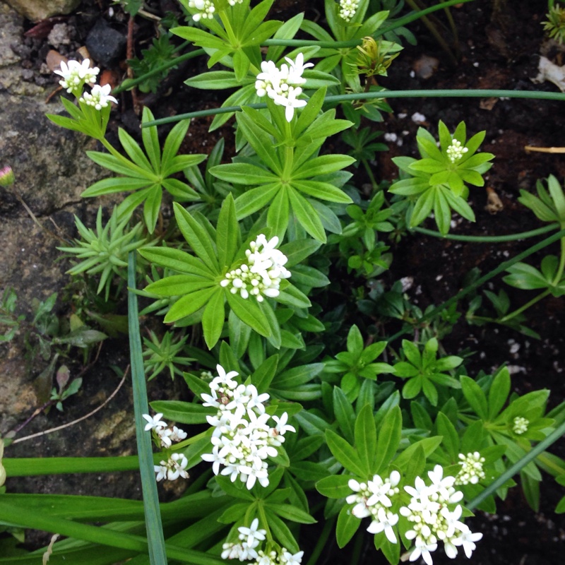 Galium odoratum syn. Asperula odorata