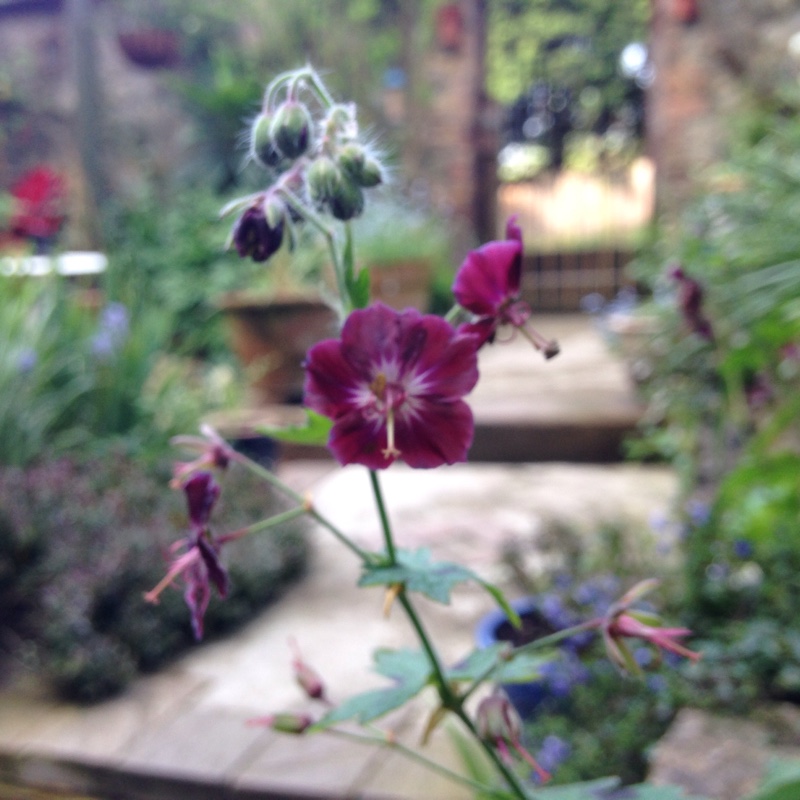 Plant image Geranium phaeum