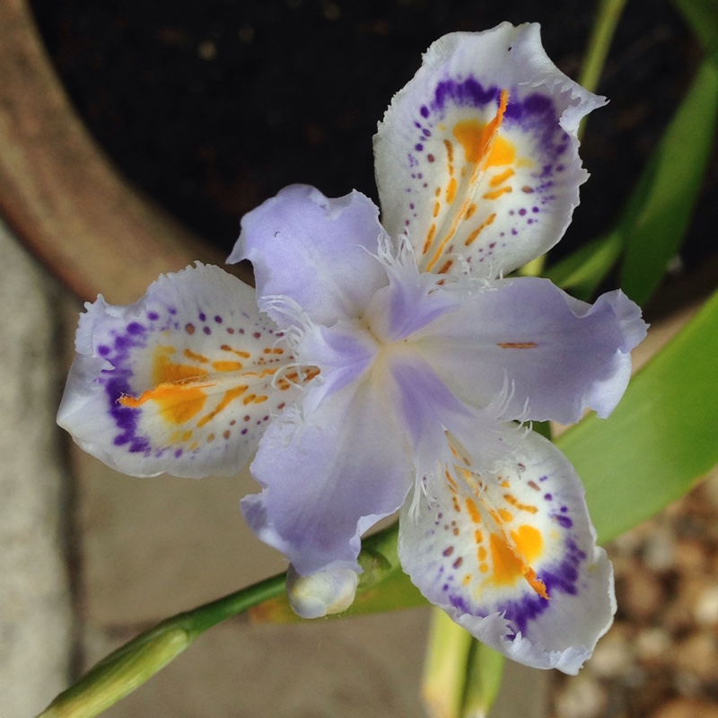 Plant image Iris Japonica