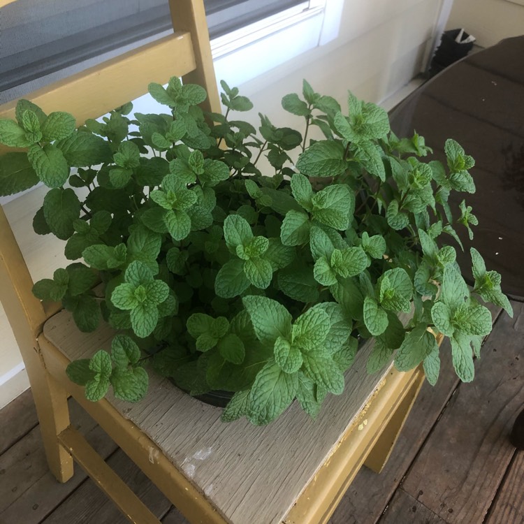 Plant image Mentha spicata 'Kentucky Colonel'