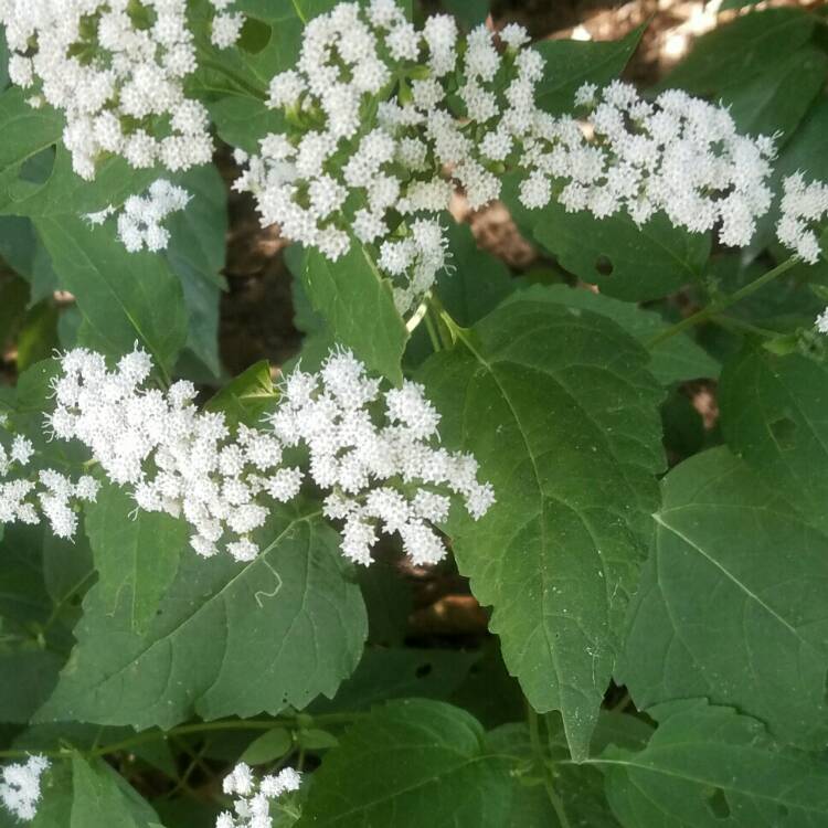 Plant image Ageratina altissima