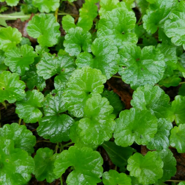 Plant image Glechoma hederacea