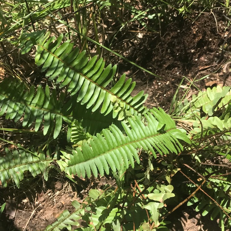 Plant image Nephrolepis cordifolia