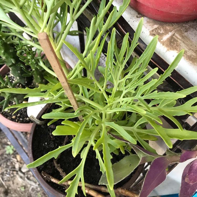 Plant image Kalanchoe Laciniata