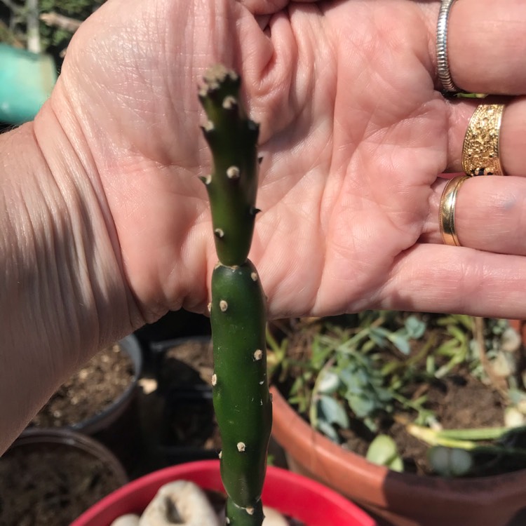 Plant image Opuntia Quimilo