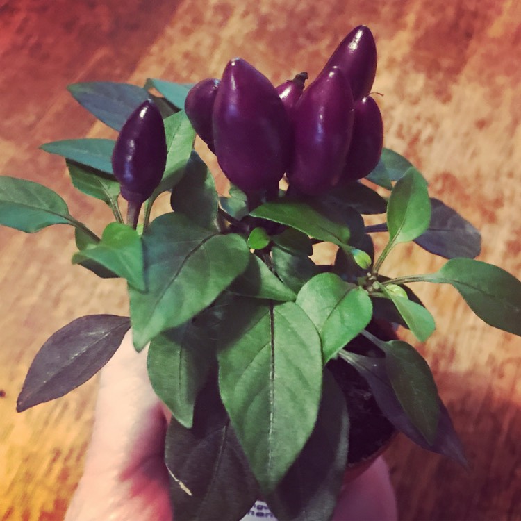 Plant image Capsicum annuum 'Hot Pops Purple'