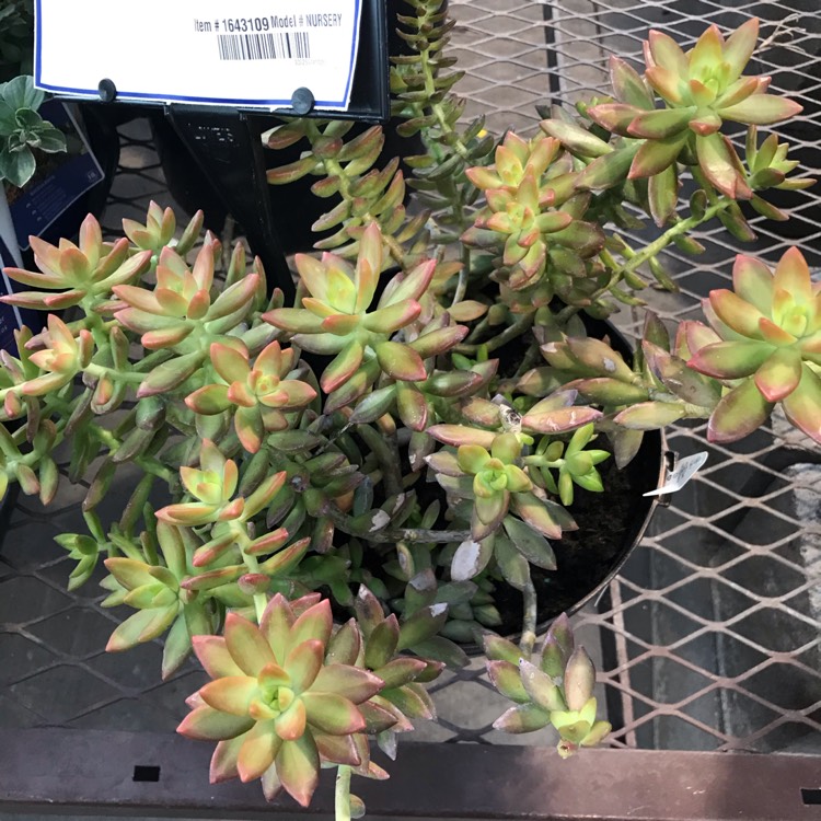 Plant image Sedum Adolphii 