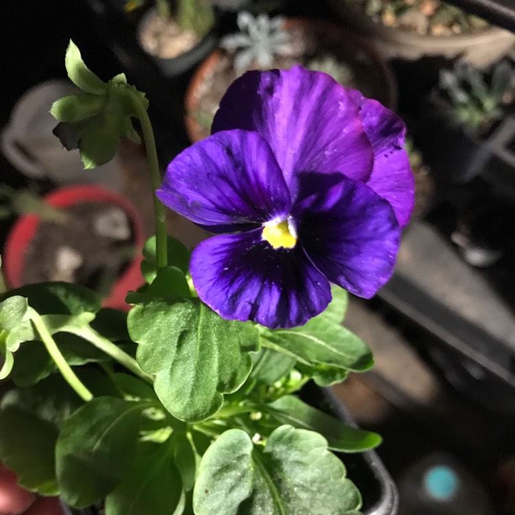 Plant image Viola x wittrockiana 'Denim' syn 'Matrix™ Denim'