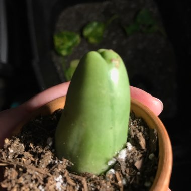 Trichocereus Bridgesii 'Monstrose'