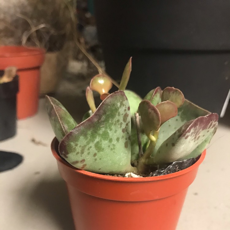 Plant image Adromischus cooperi