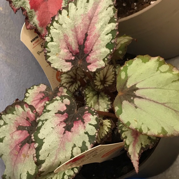 Plant image Begonia 'Jurassic Silver Swirl'