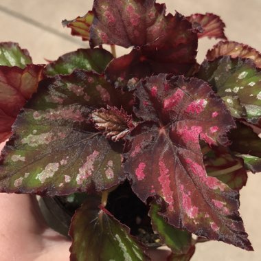 Begonia (Rex Cultorum Group)  syn. Begonia rex