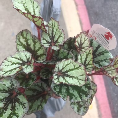 Rex Begonia