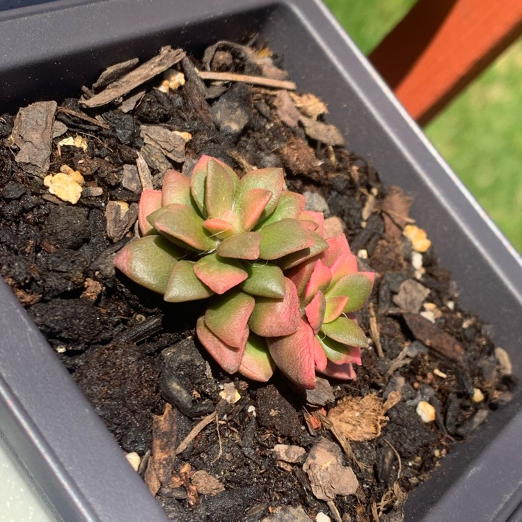 Plant image Anacampseros rufescens 'Sunrise' variegated