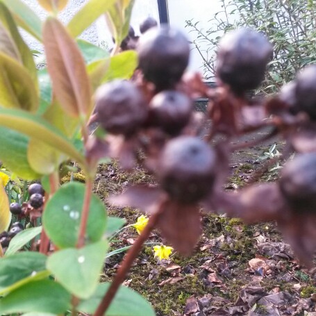 Plant image Hypericum x inodorum 'Magical Red'