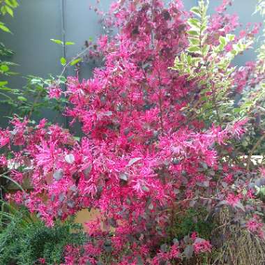 Loropetalum Chinense 'Rubrum'