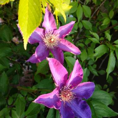 Clematis (Pruning Group 2 - Large Flowering Cultivars)