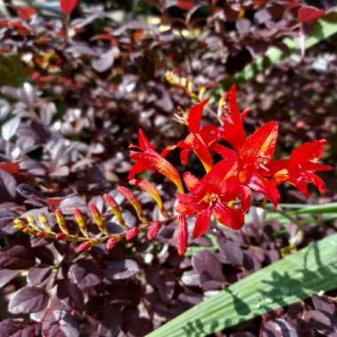 Montbretia 'Lucifer'